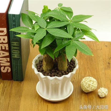 招財花|前陽台招財植物大全！15 種適合陽台的植物助你財源。